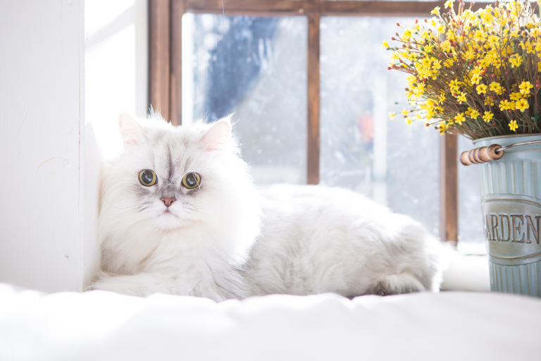 Finding Your Perfect Furry Companion: Persian Kittens for Sale in Gurgaon