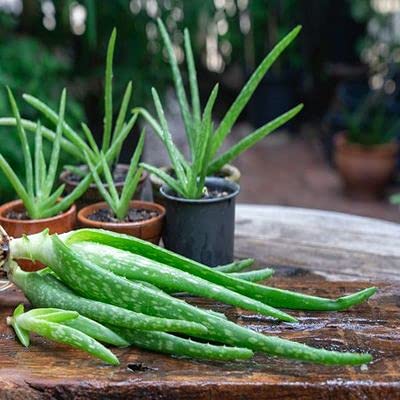 Health Benefits of Aloe Vera You Need to Know!
